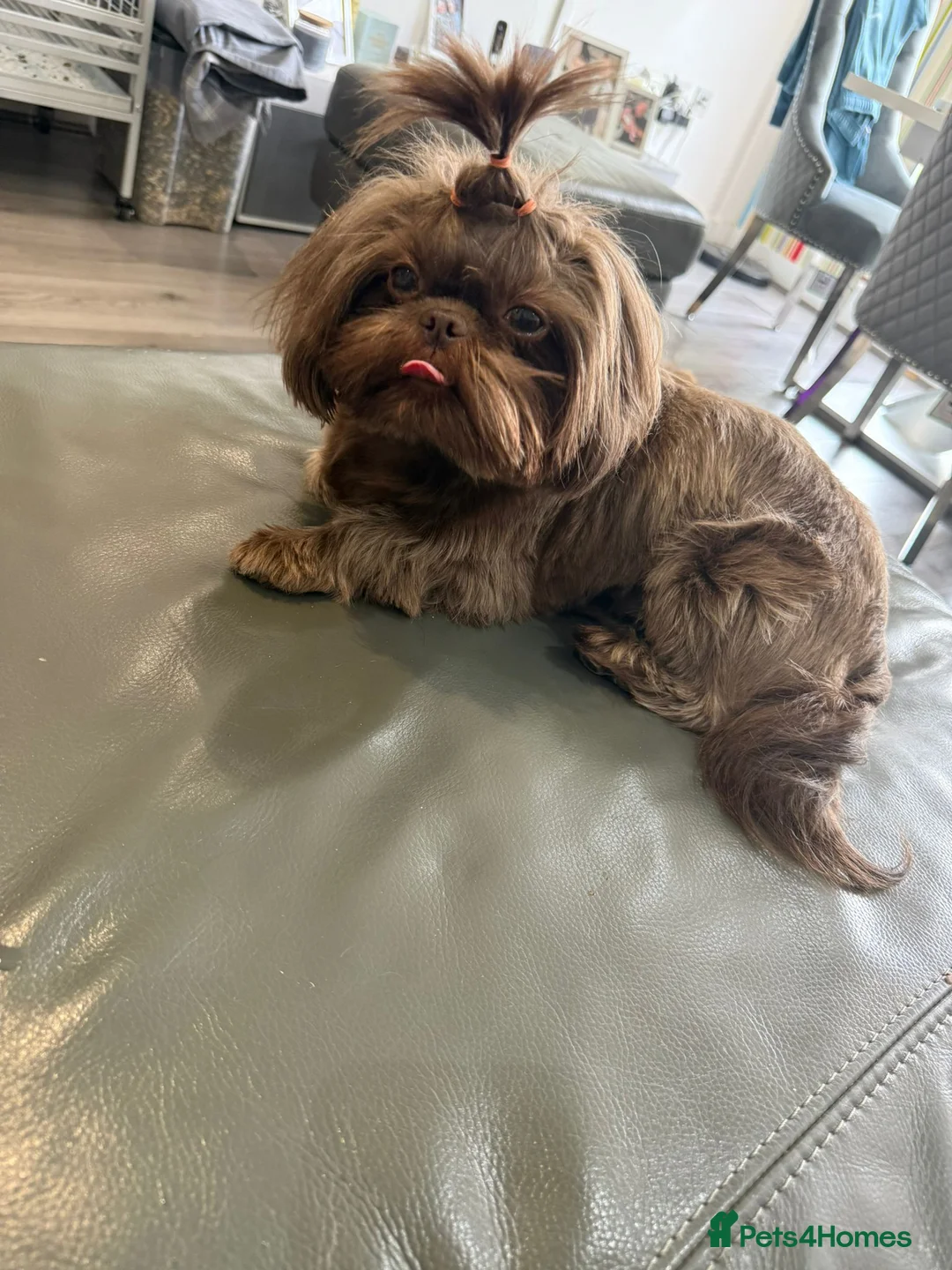 Shih Tzu dogs for sale: 🌸 Imperial Shih Tzu Girl, Full Brown Suit Coat 🌸 - Advert 2