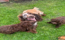 Cockapoo dogs for sale: Cockapoo puppies for sale  in Manchester - Image 13