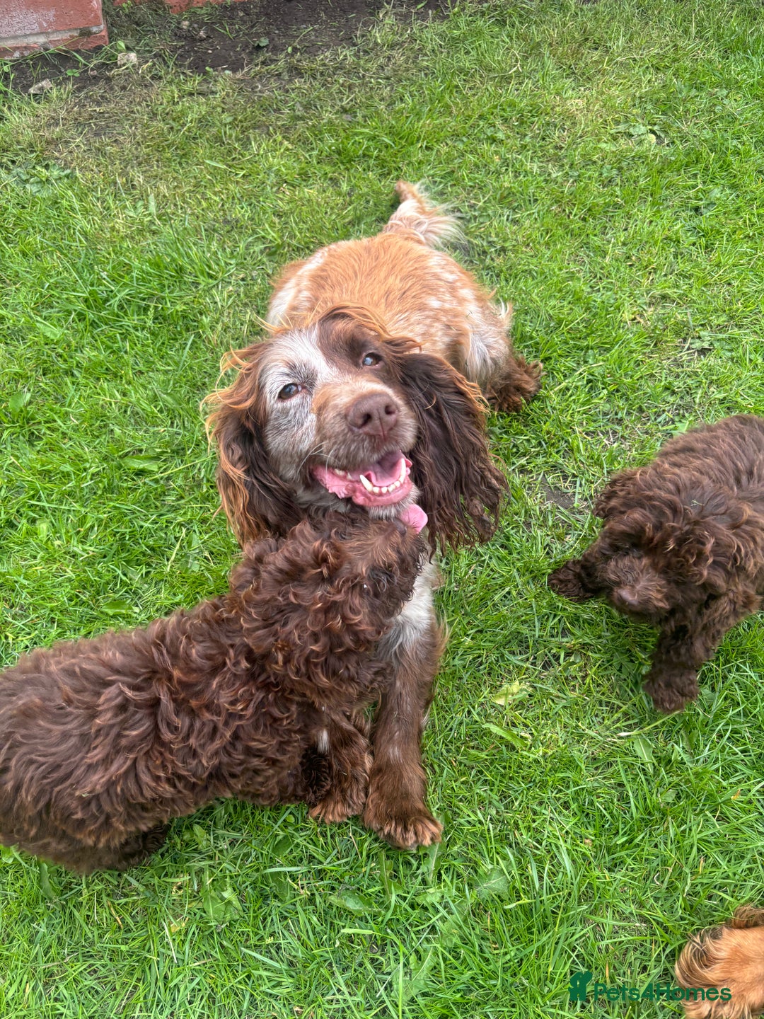 Cockapoo dogs for sale: Cockapoo puppies for sale  in Manchester - Image 13