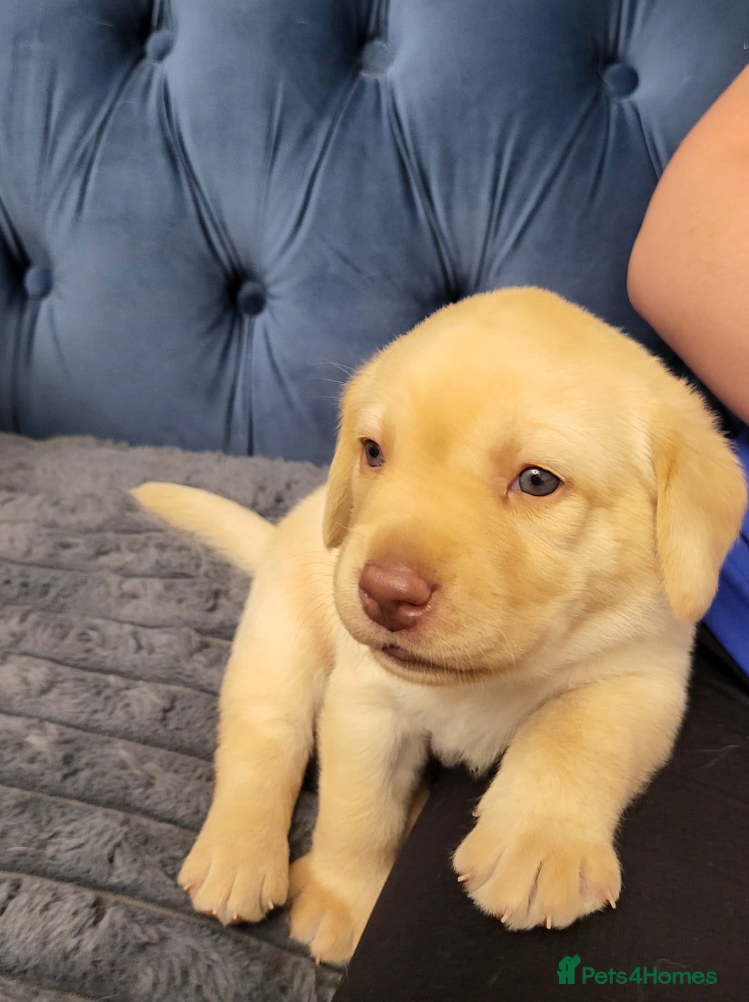 Labrador Retriever dogs for sale: 3 beautiful labrador puppies - Image 10