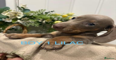 Miniature Dachshund dogs - Advert 6