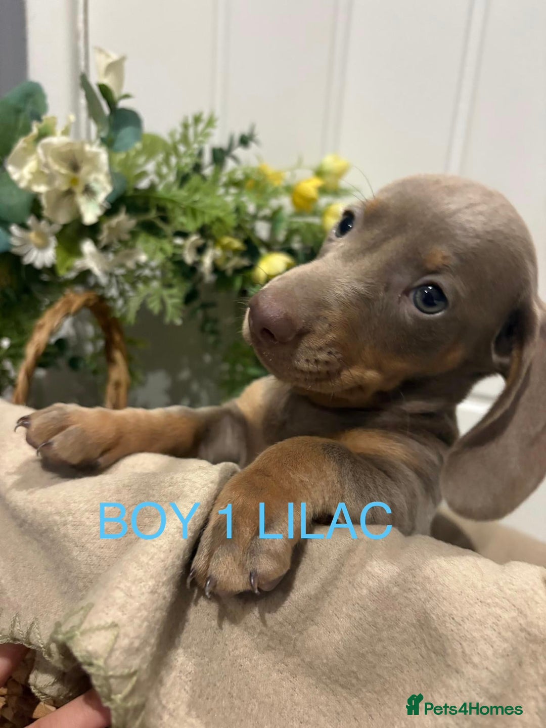 Miniature Dachshund dogs for sale: **MINIATURE DACHSHUND PUPPIES **  - Image 2