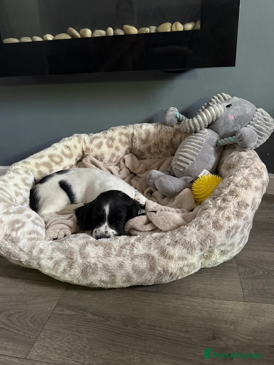 English Springer Spaniel dogs for sale: 9 week female springer spaniel pup in Wakefield - Advert 2
