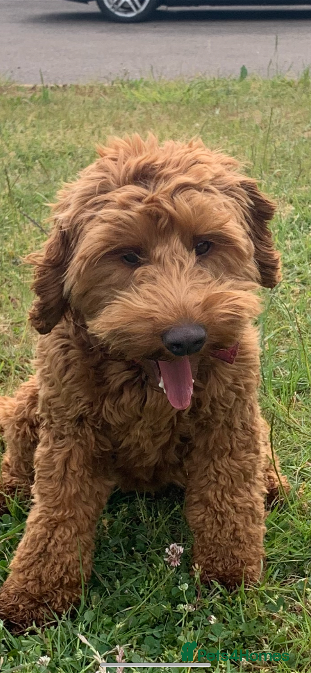 Cockapoo dogs for sale: Cockapoos - Advert 3