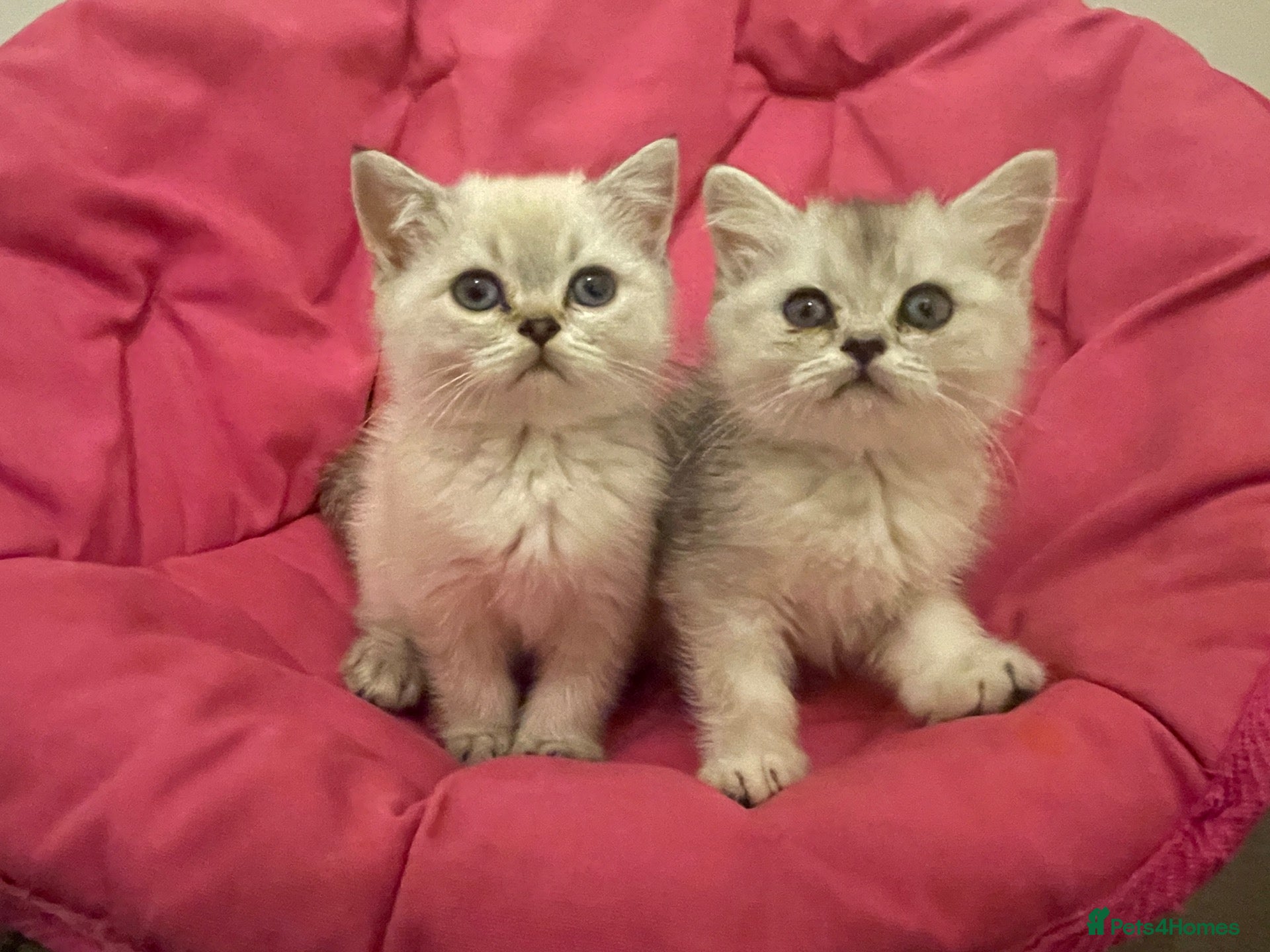 Scottish Fold cats Adorable Scottish Fold Kittens for Sale  - Advert 2