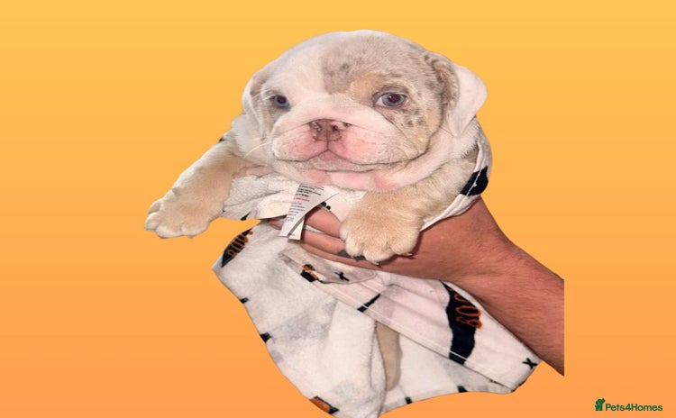 English Bulldog dogs - Advert 5