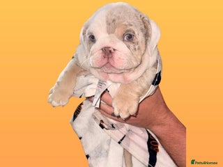 English Bulldog dogs - Advert 25