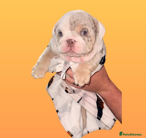English Bulldog dogs - Advert 5