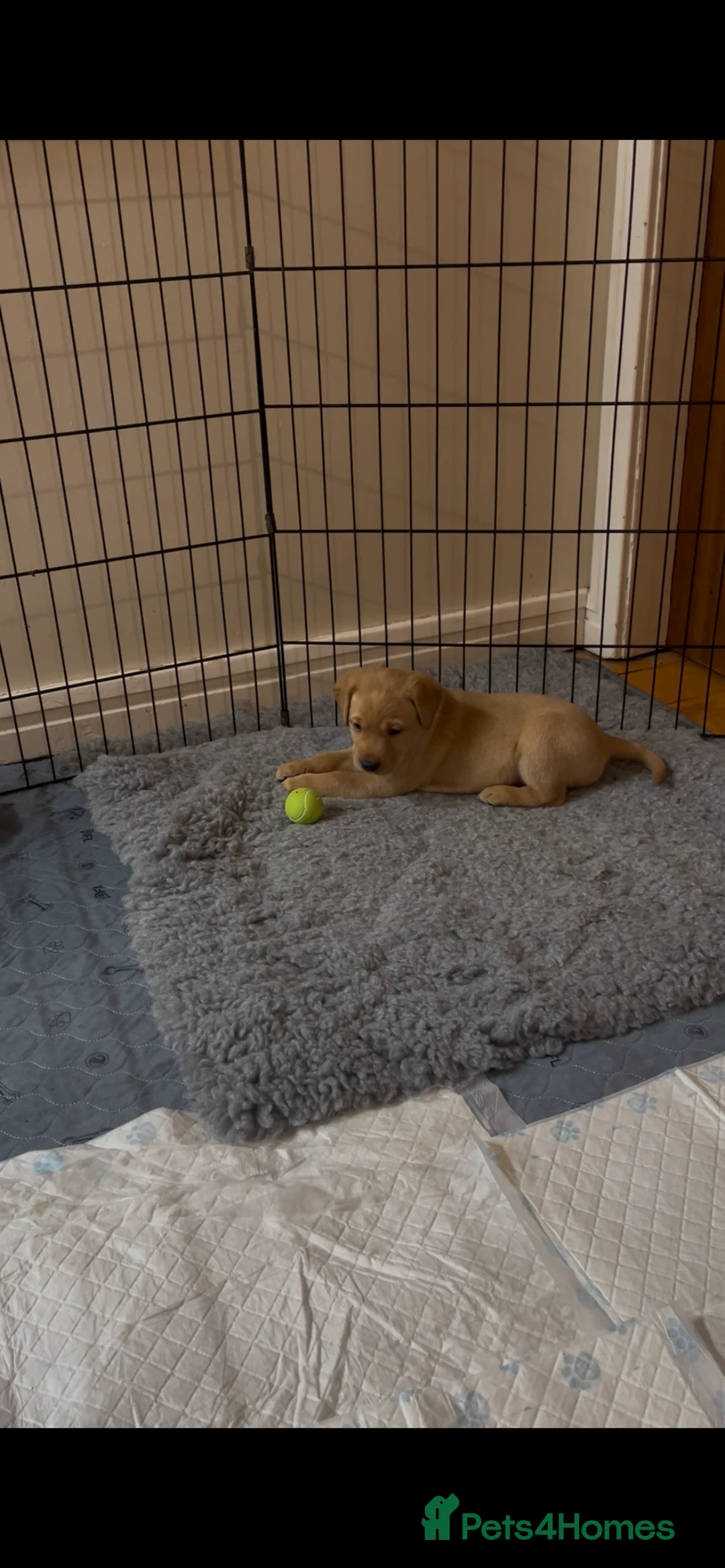 Labrador Retriever dogs for sale: Labrador Puppies - last remaining one  - Advert 5