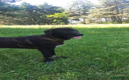 Mixed Breed dogs for adoption: 🌸Sweet and Beautiful AZALEA - Deserving Kindness - Advert 4