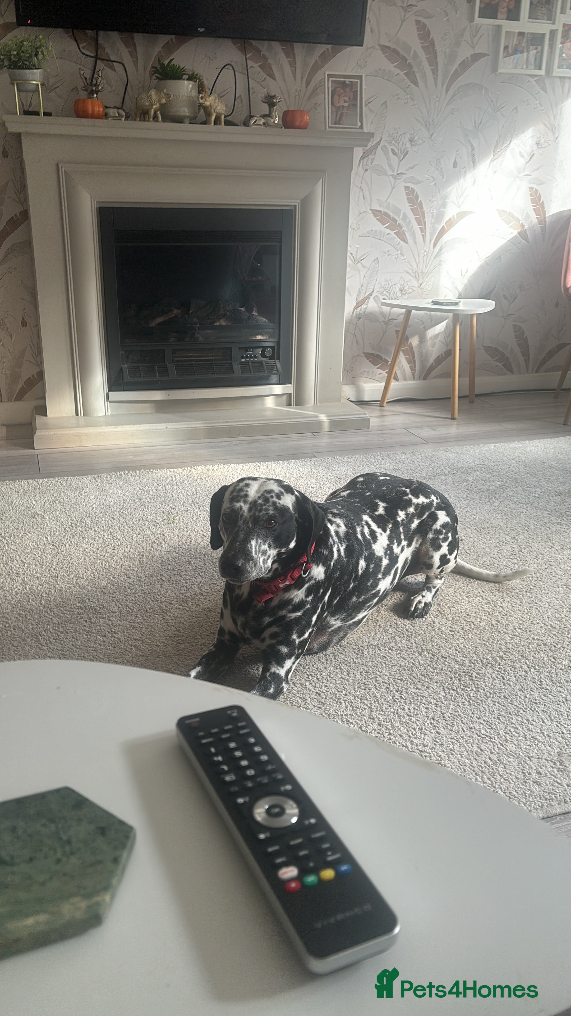 Mixed Breed dogs Beautiful Dalmatian Cross - Advert 1