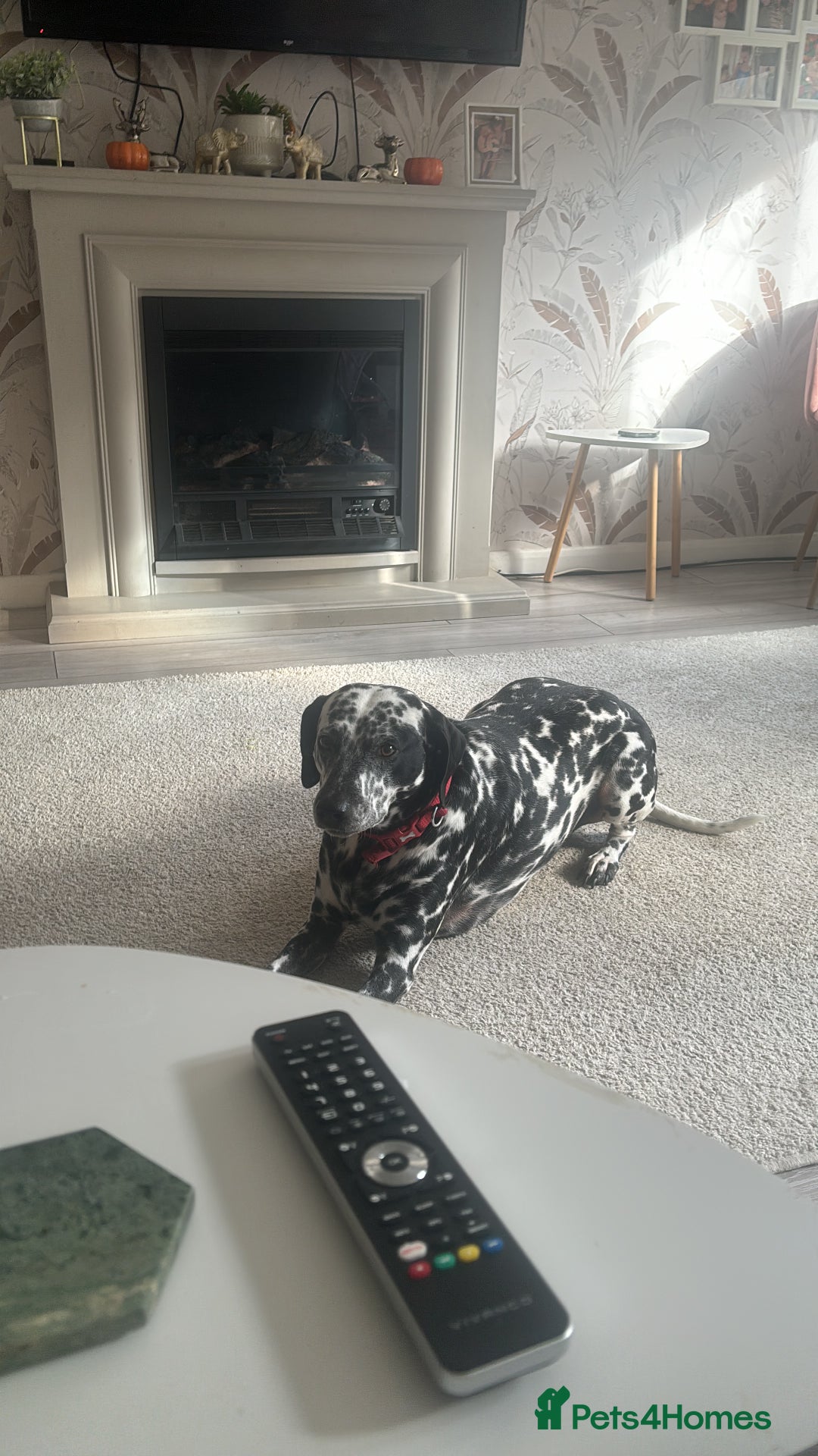 Mixed Breed dogs for sale: Beautiful Dalmatian Cross - Advert 1