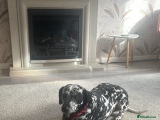 Mixed Breed dogs Beautiful Dalmatian Cross - Advert 2