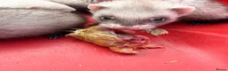 Ferret rodents for sale: Ferret kits - Advert 4