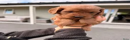 Cockapoo dogs for sale: Stunning F1 Cockapoo pups for sale  - Advert 31