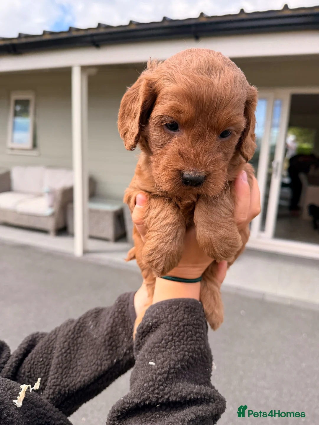 Cockapoo dogs for sale: Stunning F1 Cockapoo pups for sale  - Advert 31