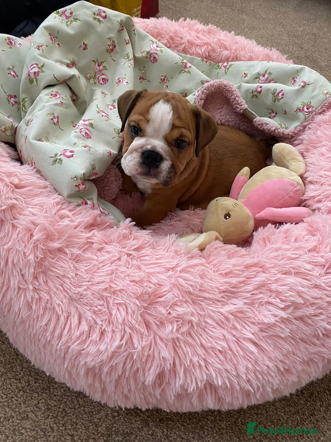 English Bulldog dogs for stud: Our Stunning English Bulldog Carter  in York - Advert 13