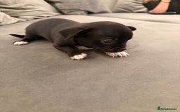 Chihuahua dogs for sale: 1 Stunning Male Apple Head Chihuahua Pup left - Advert 10