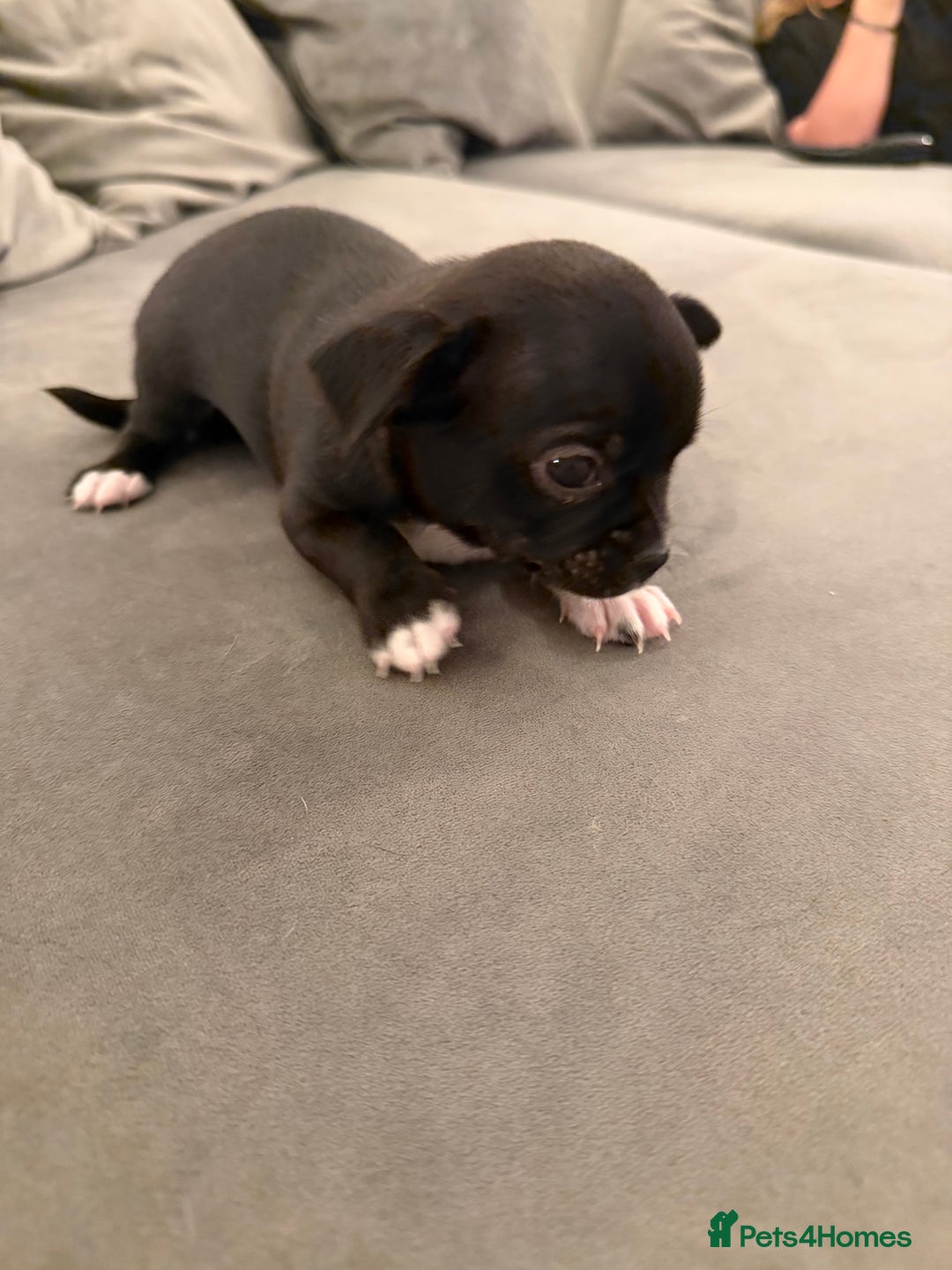 Chihuahua dogs for sale: 1 Stunning Male Apple Head Chihuahua Pup left - Advert 10