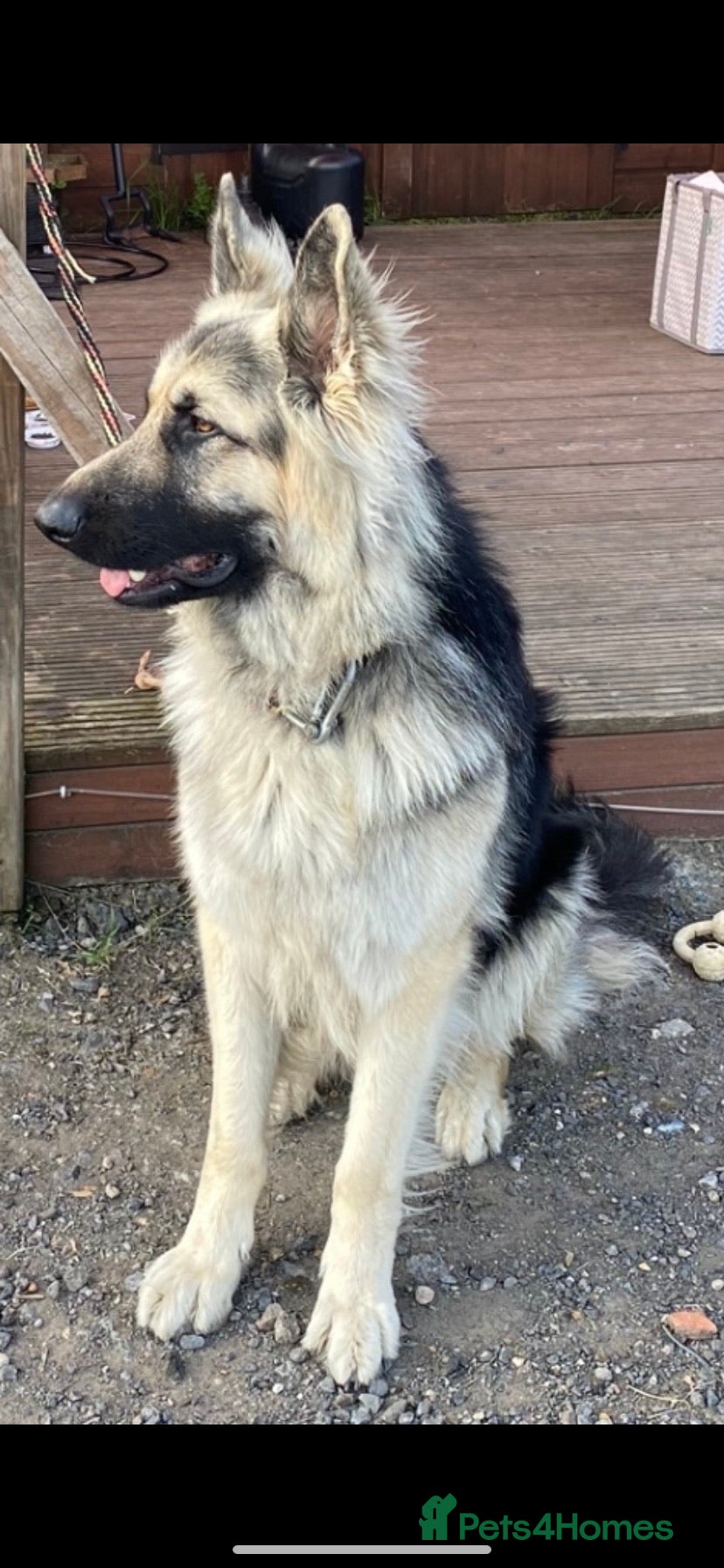 German Shepherd dogs stud only in Harwich - Advert 7