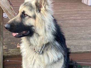 German Shepherd dogs stud only in Harwich - Advert 18