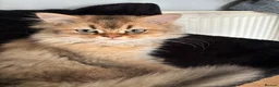 British Longhair cats for sale: GCCF reg Golden British Longhair/Shorthair Kittens - Advert 5