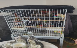 Conures birds for sale: Semi tame conure - Image 2