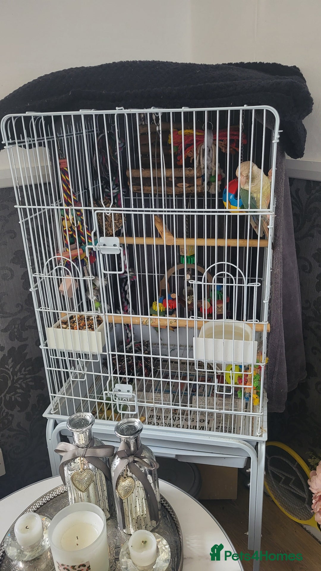 Conures birds for sale: Semi tame conure - Image 2