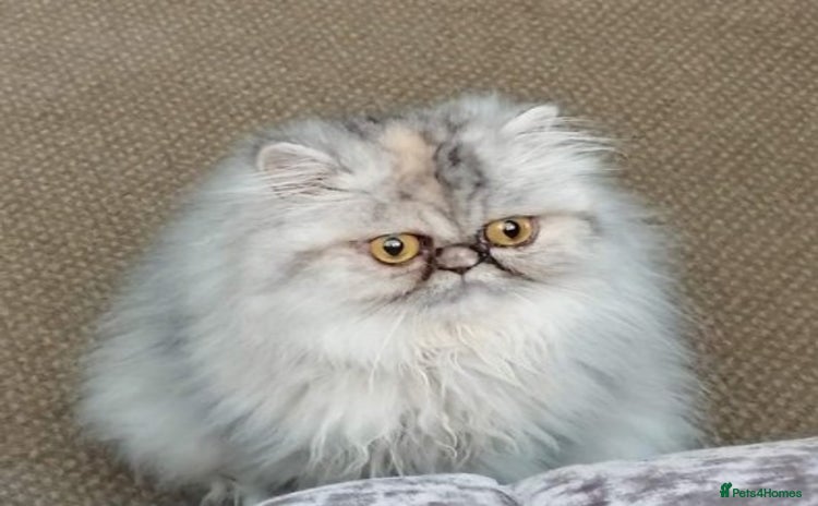 Persian cats - Advert 2