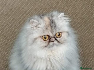 Persian cats - Advert 33