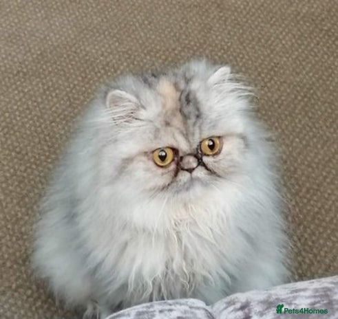 Persian cats - Advert 8