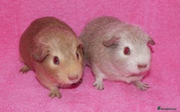 Guinea Pig rodents for sale: Baby male guinea pigs for sale - Image 1
