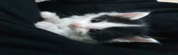 Mixed Breed cats for sale: Stunning 5 week old kittens  - Advert 21