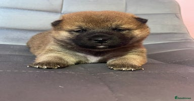 Japanese Shiba Inu dogs - Advert 2
