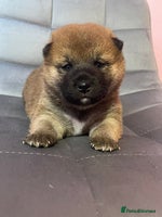 Japanese Shiba Inu dogs - Advert 5