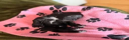 Portuguese Water Dog dogs for sale: Pure Unique Portuguese Water  Dogs  in Redruth - Advert 7