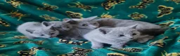 Russian Blue cats for sale: Stunning Russian Blue Kittens - Purebreed   - Advert 6