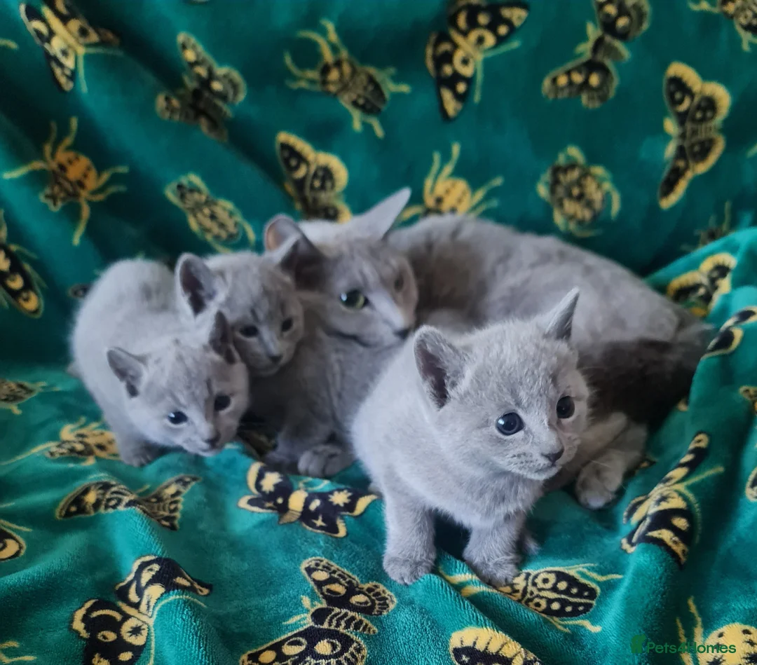 Russian Blue cats for sale: Stunning Russian Blue Kittens - Purebreed   - Advert 12