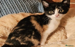 Mixed Breed cats for sale: Kittens for sale - Image 7