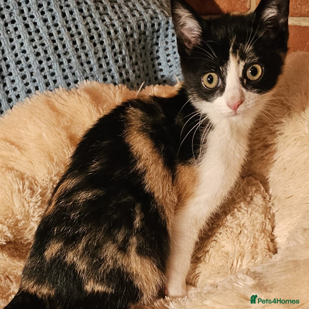 Mixed Breed cats for sale: Kittens for sale - Image 7