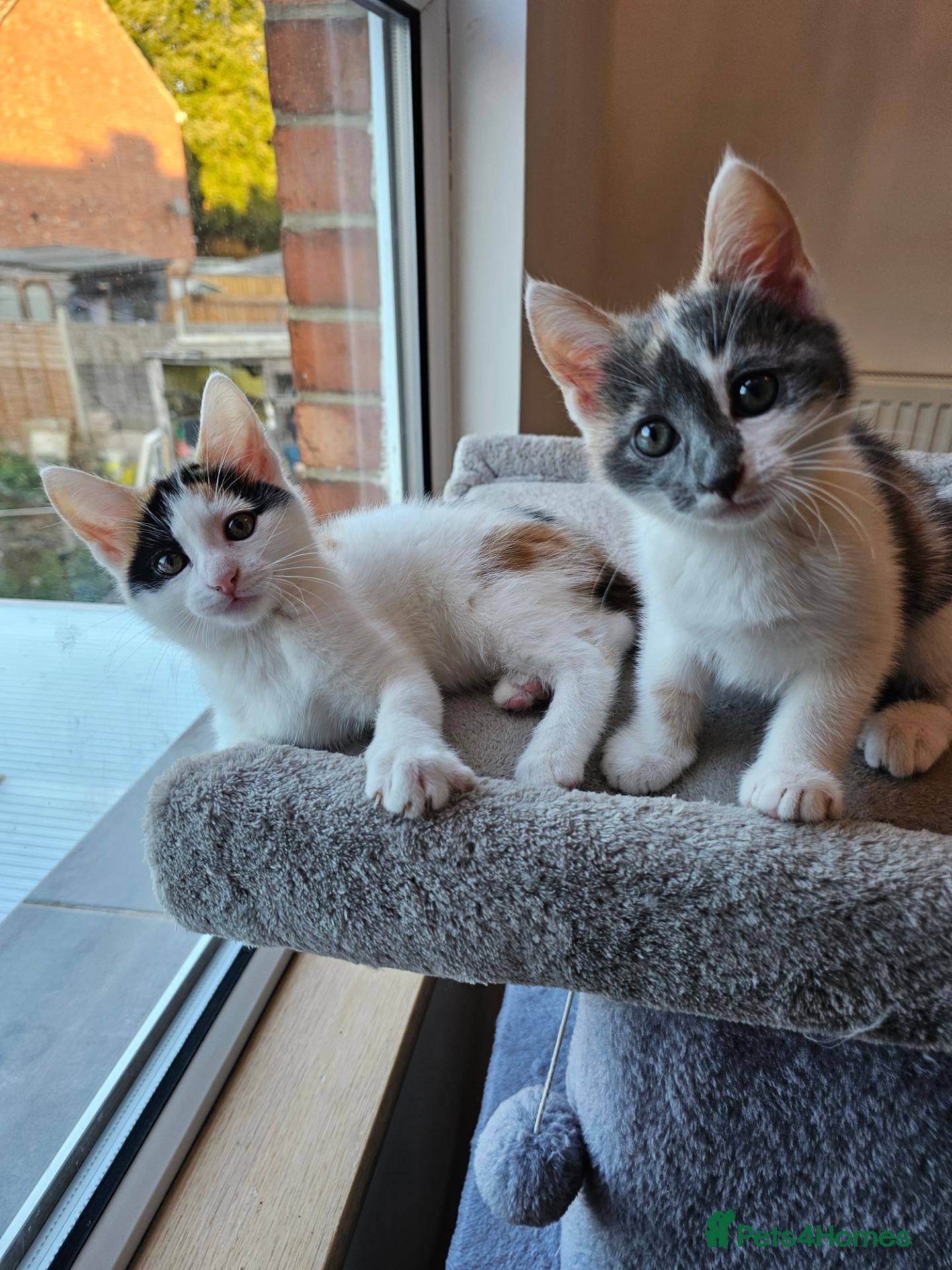 Mixed Breed cats  mix breed 3 girls  - Advert 1
