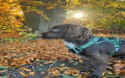 Cocker Spaniel dogs for stud: Working cocker spaniel available for stud  - Image 10