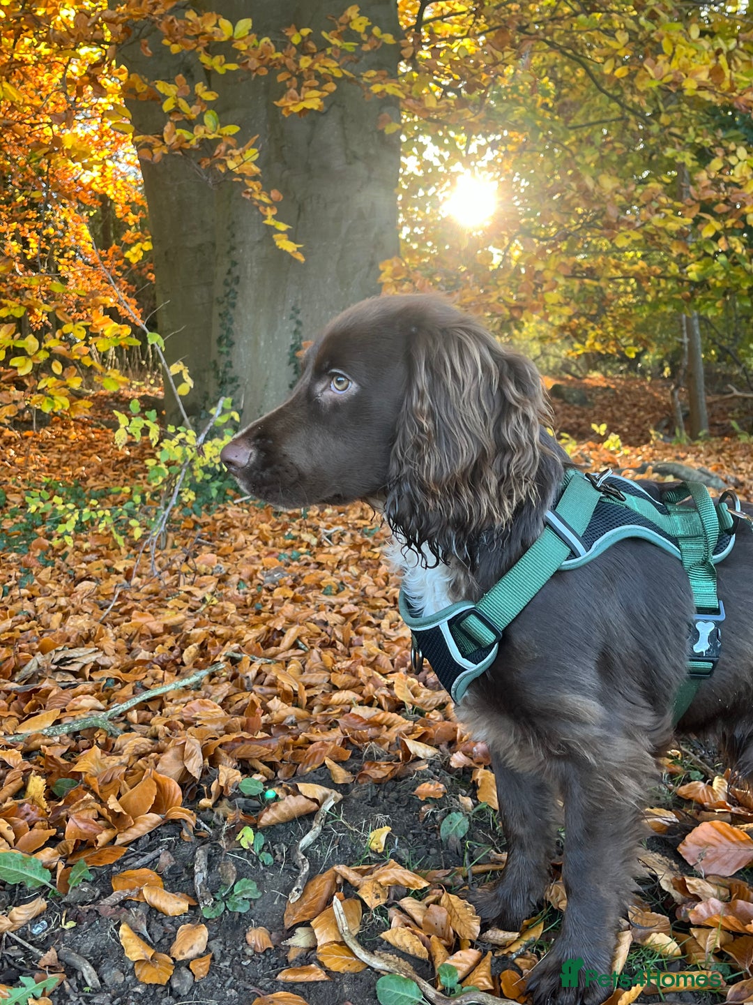 Cocker Spaniel dogs for stud: Working cocker spaniel available for stud  - Image 10