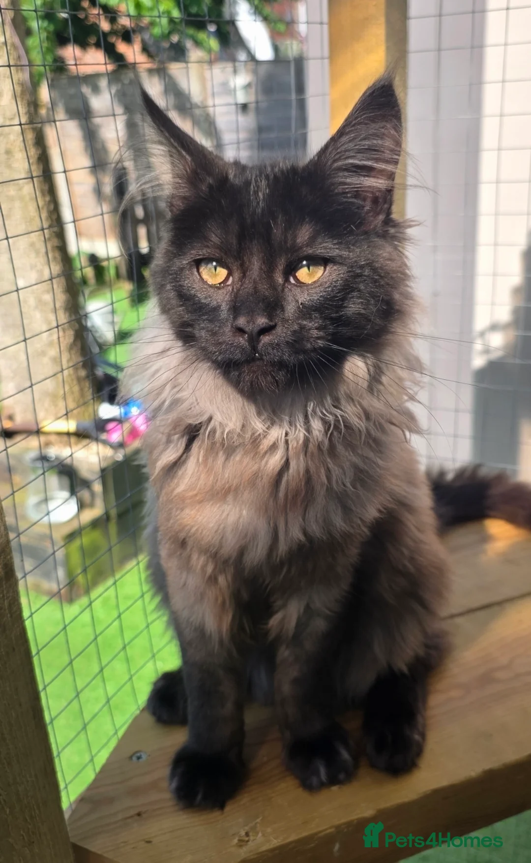 Maine Coon cats for sale: Beautiful ash and black main coon boy in Shanklin - Advert 1