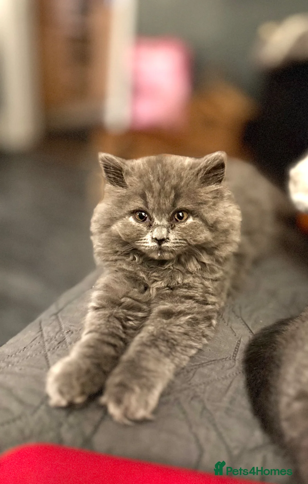British Longhair cats for sale: Gorgeous Blue British longhair ready now  - Advert 1