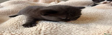 Domestic Shorthair Kitten 1