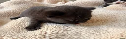 Domestic Shorthair cats for sale: British shorthair crossbreed - Advert 3