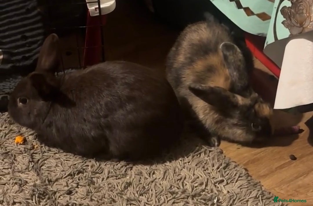 Mixed Breed rabbits for sale: Two Bunnies  - Advert 5