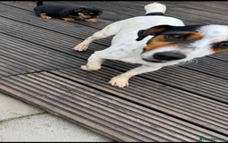 Jack Russell dogs for sale: Beautiful traditional Jack Russell puppies - Image 2