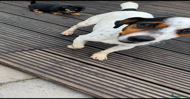 Jack Russell dogs - Advert 2